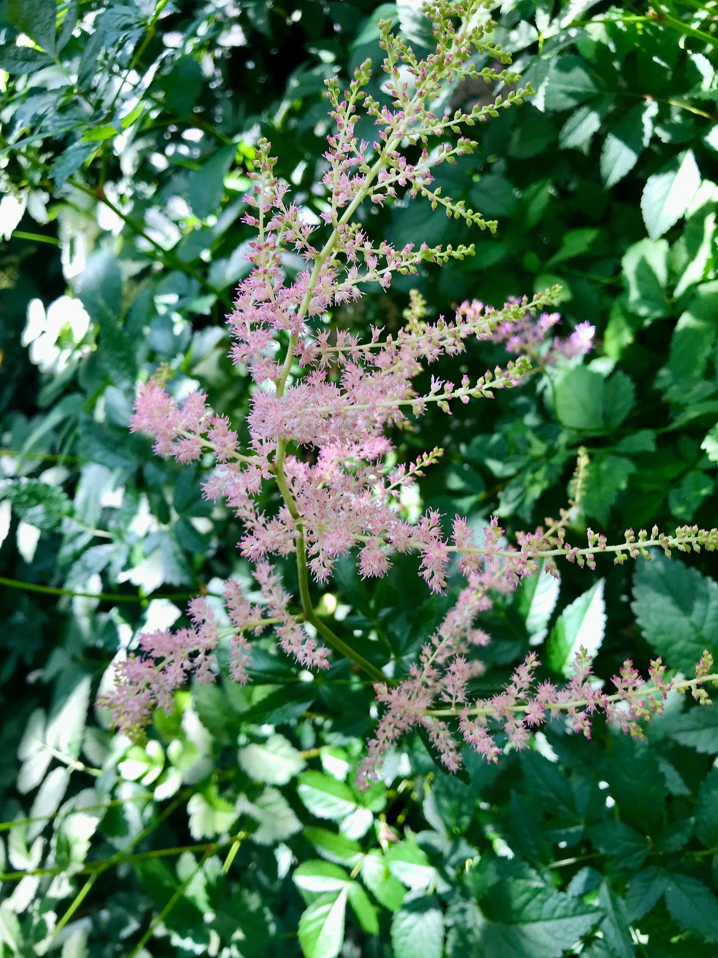 Astilbe arendsii 'Cattleya'