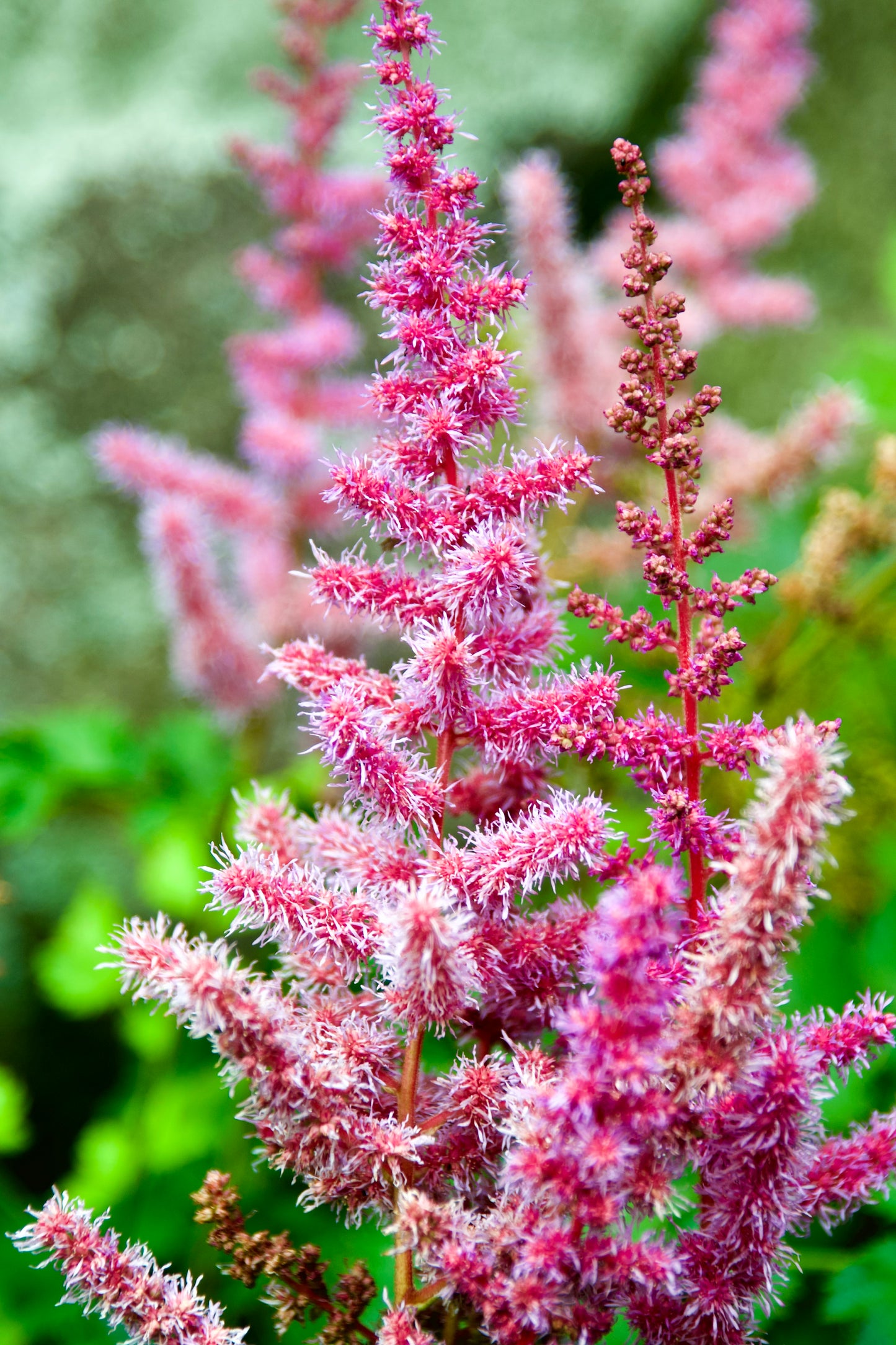 Astilbe arendsii 'Color Flash Lime'