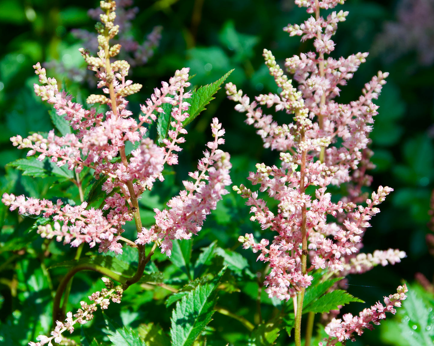 Astilbe arendsii 'Hyacinth'