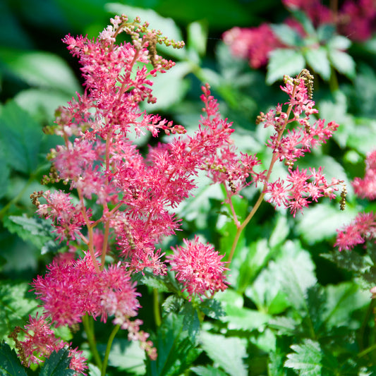 Astilbe arendsii `Jump and Jive'