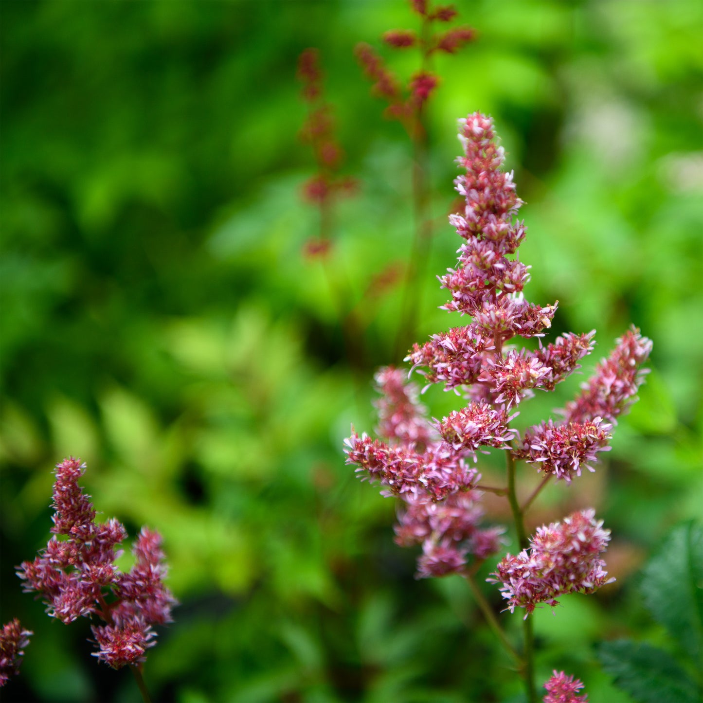 Astilbe x arendsii 'Sister Theresa'