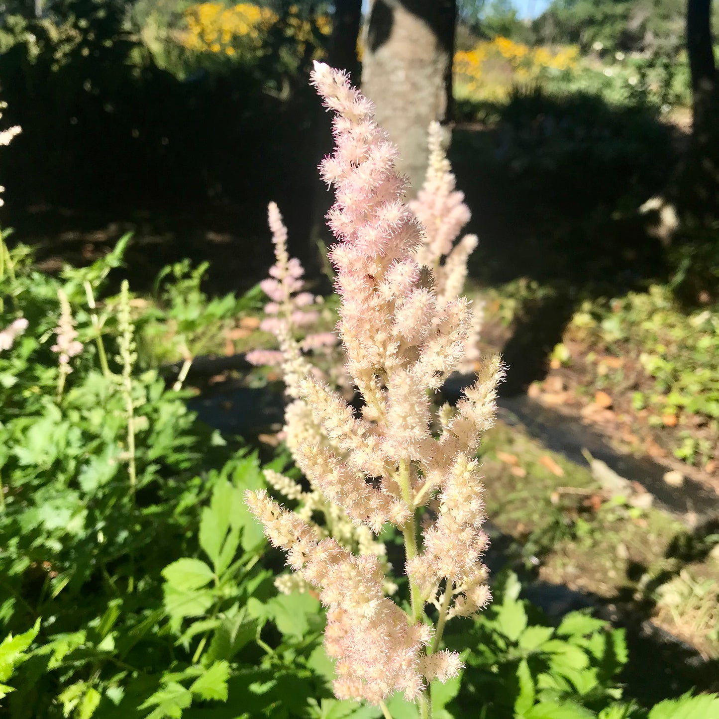 Astilbe chinensis 'Vision Inferno'