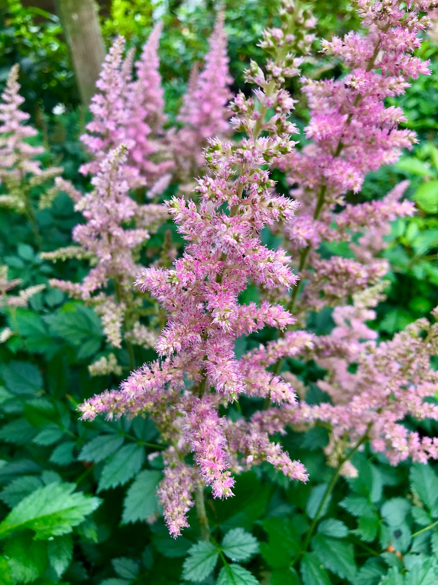 Astilbe chinensis 'Visions in Pink'
