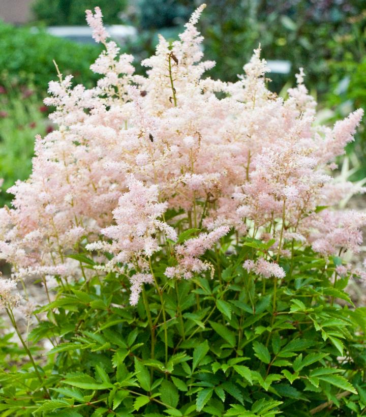 Astilbe chinensis 'Younique Silvery Pink'