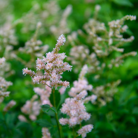 Astilbe japonica 'Europa'