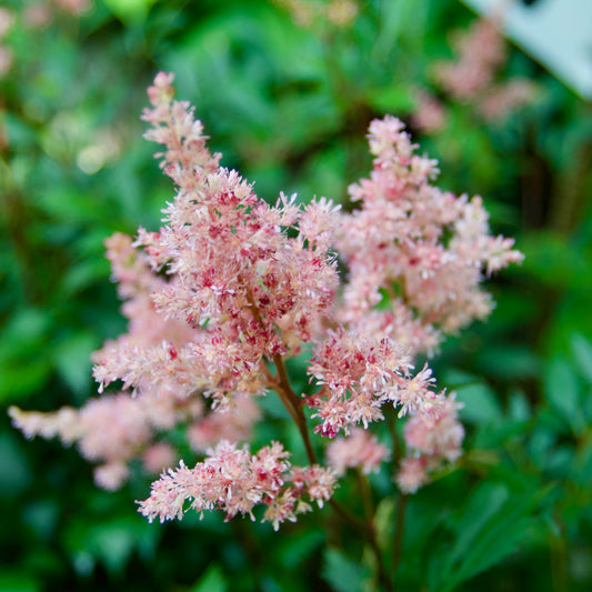 Astilbe japonica 'Lollipop'