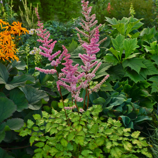 Astilbe x  'Amber Moon'