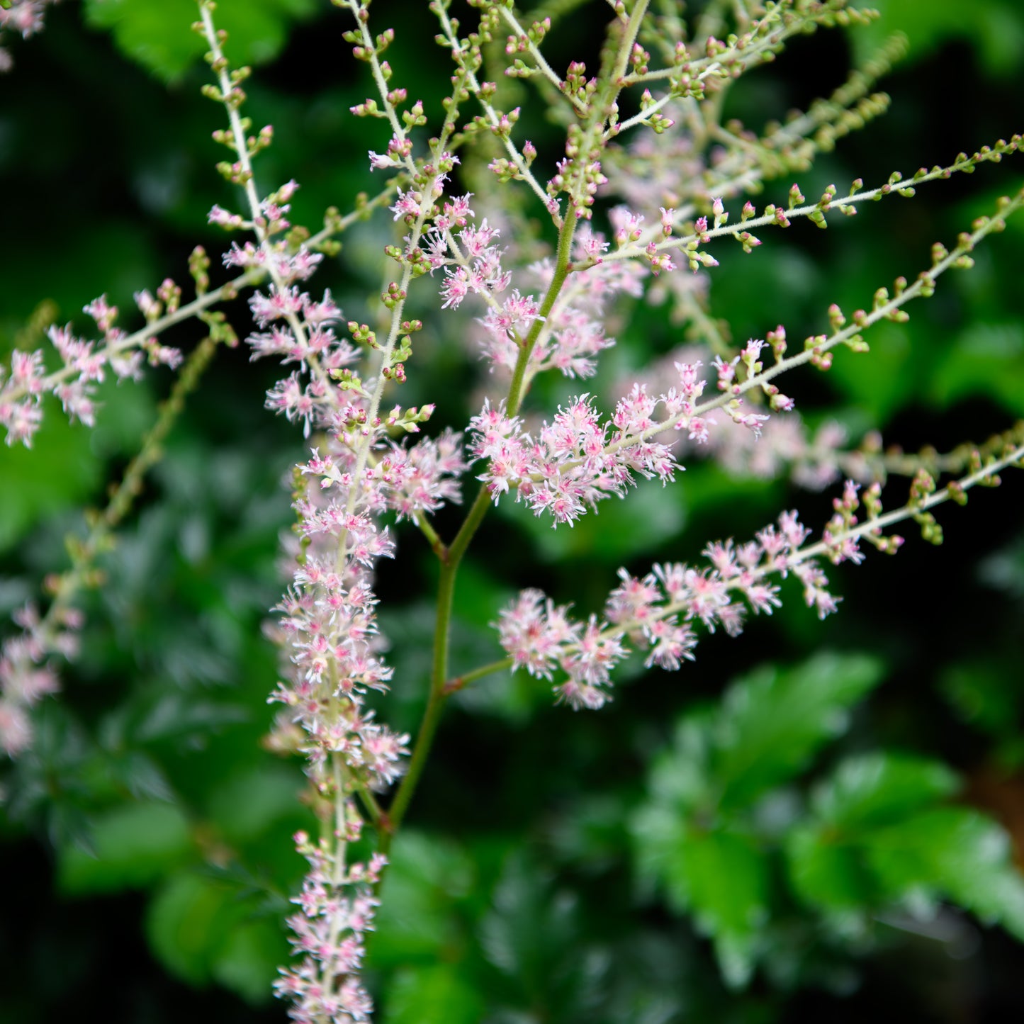 Astilbe simplicifolia 'Darwin's Snowsprite'