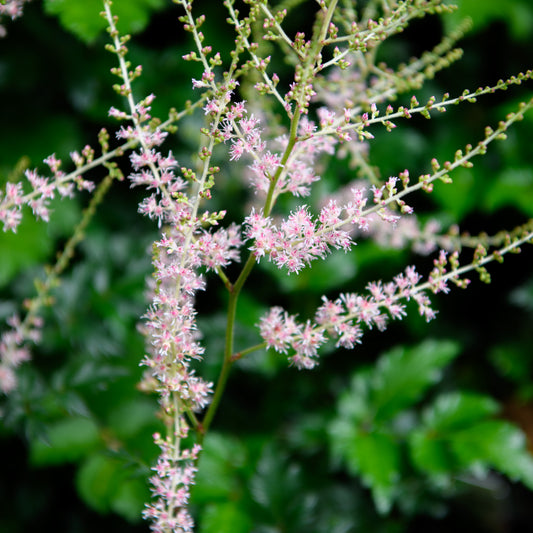 Astilbe simplicifolia 'Darwin's Snowsprite'
