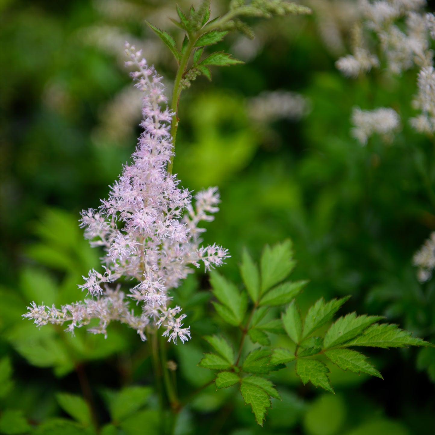 Astilbe simplicifolia 'Key Largo'