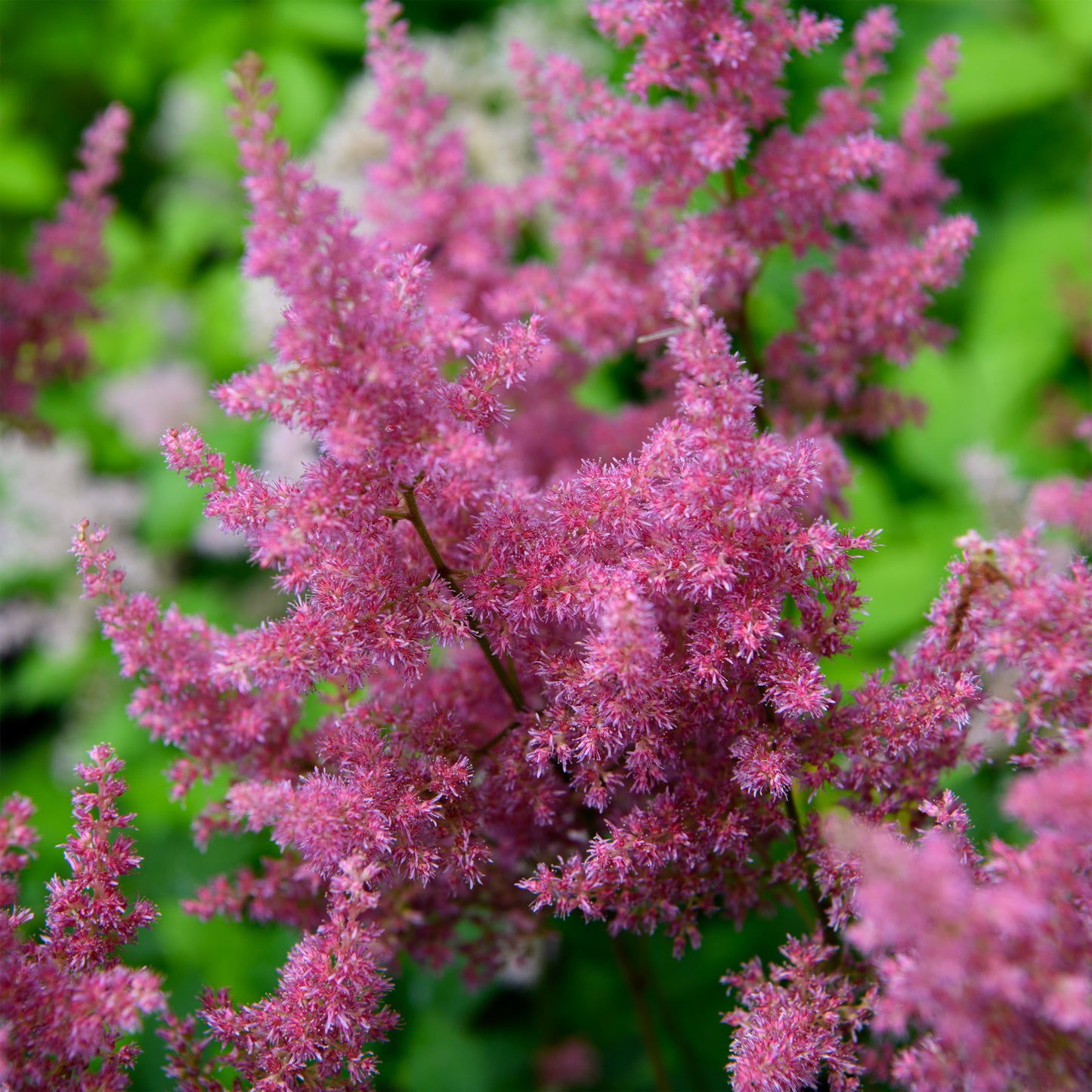 Astilbe simplicifolia 'Praecox'
