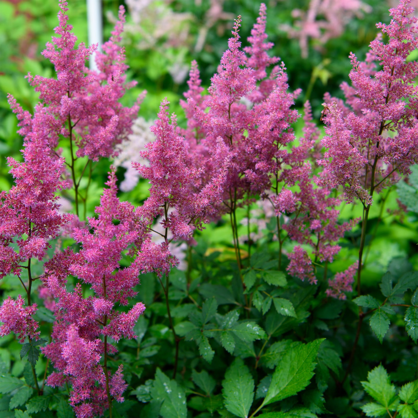 Astilbe simplicifolia 'Praecox'