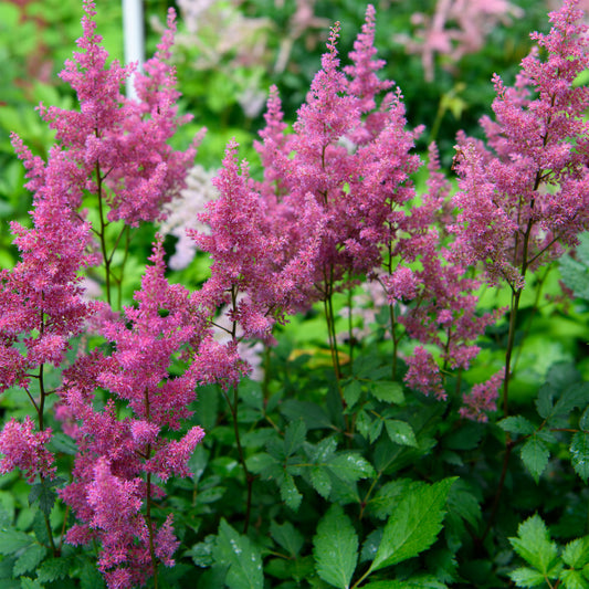 Astilbe simplicifolia 'Praecox'
