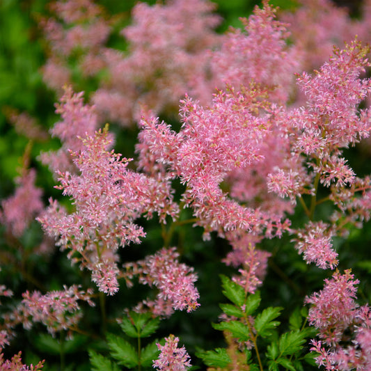 Astilbe simplicifolia 'Super Sprite'