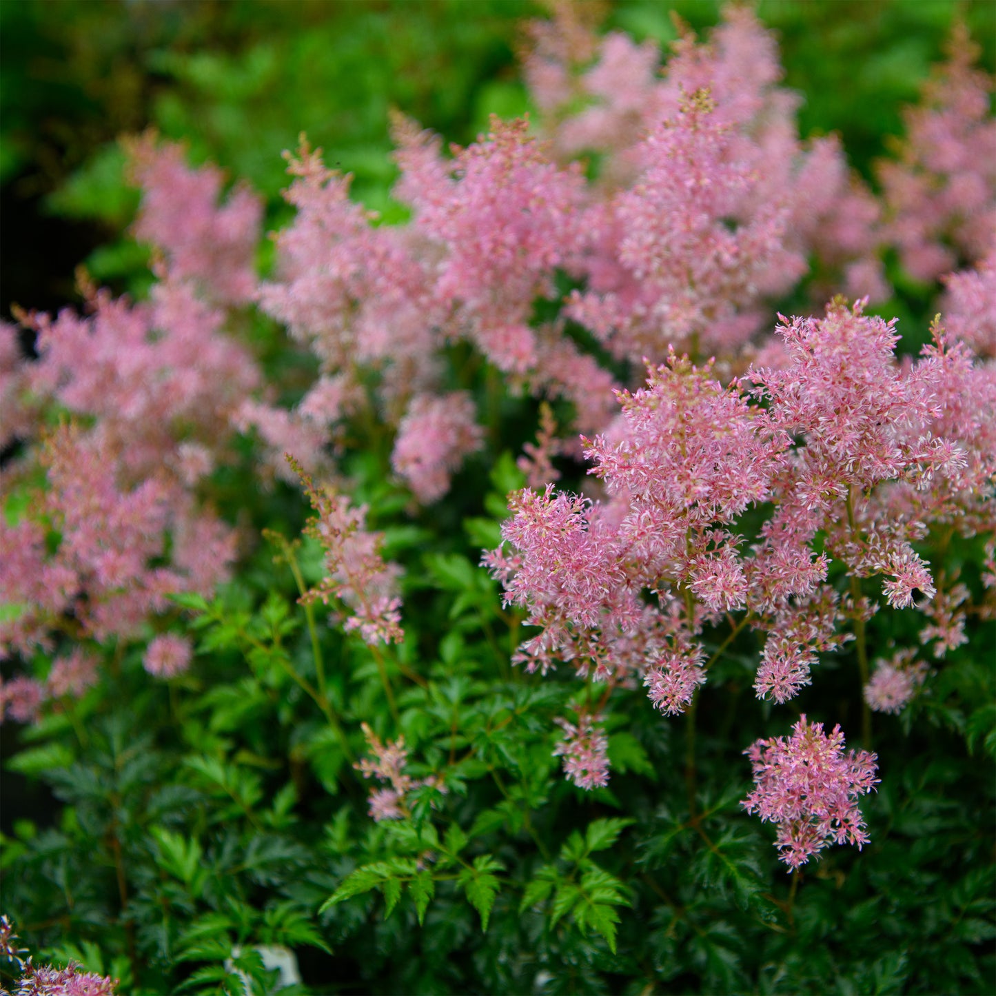 Astilbe simplicifolia 'Super Sprite'