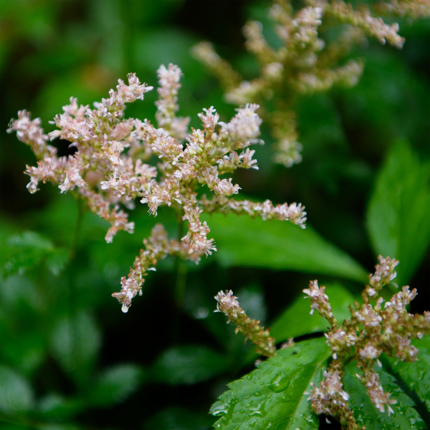 Astilbe simplicifolia 'Touch of Pink'