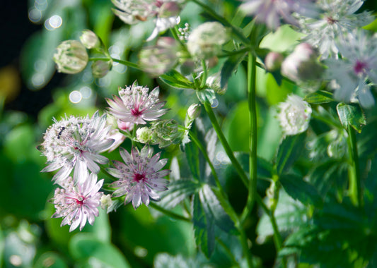 Astrantia major 'Ruby Cloud'