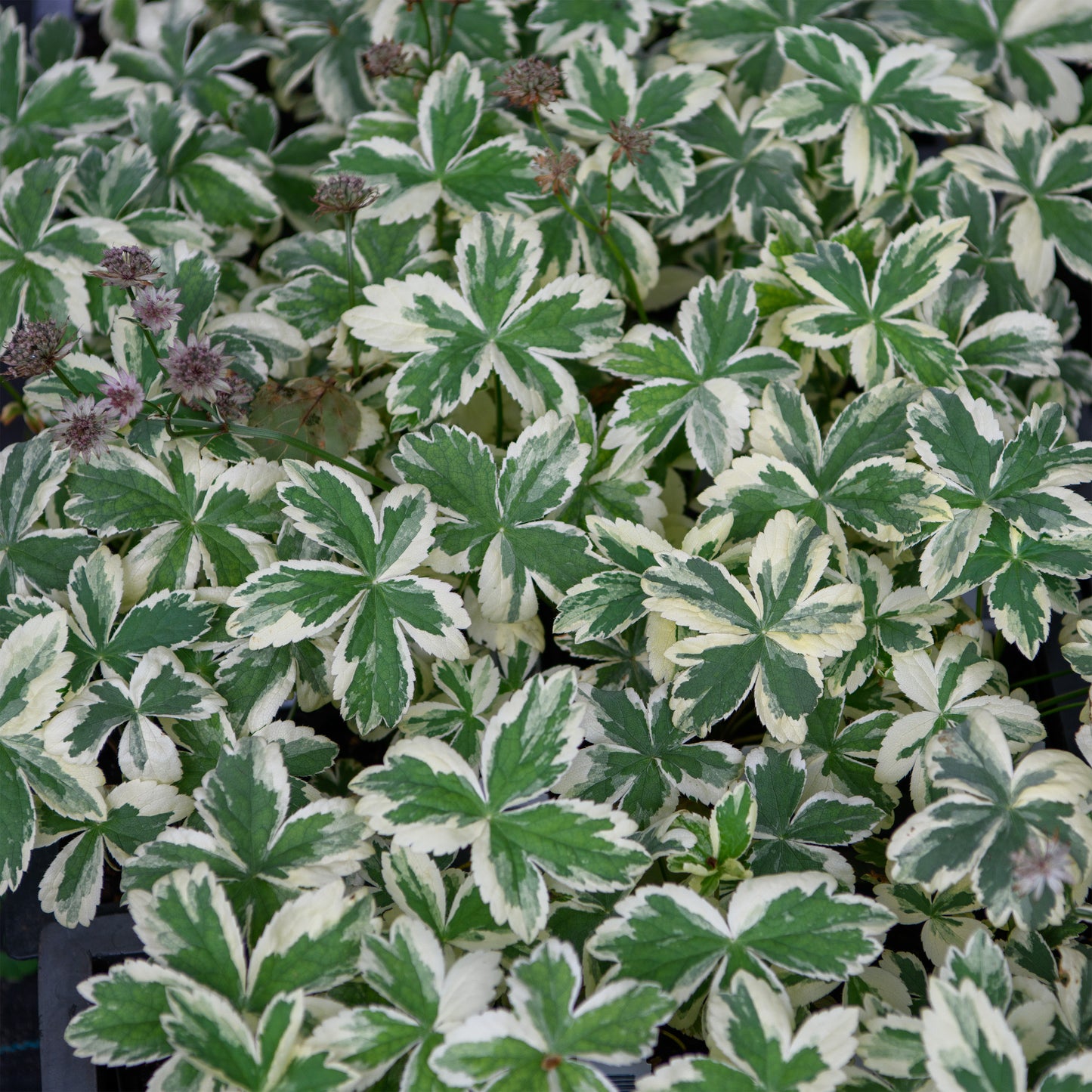 Astrantia major 'Vanilla Gorilla' (Masterwort)
