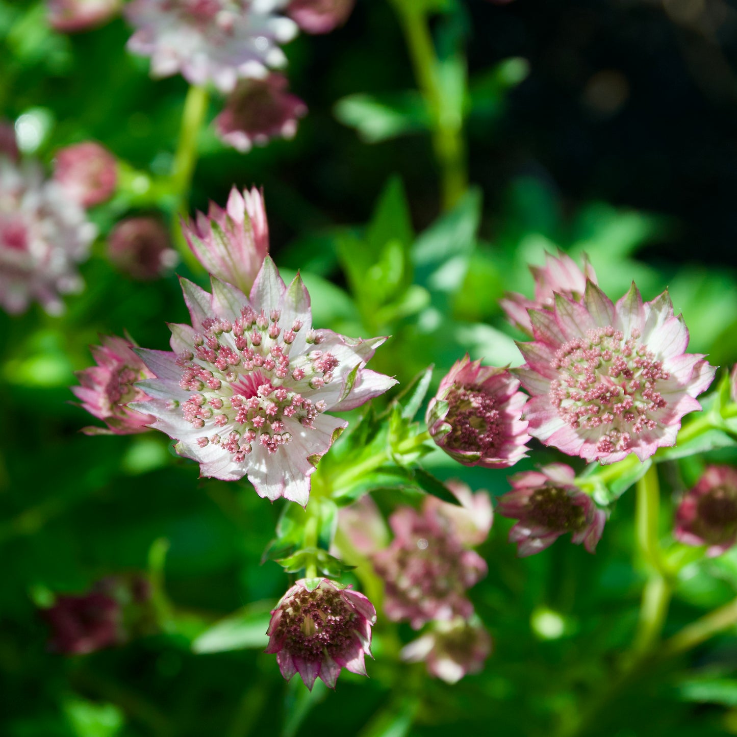 Astrantia major  'Masterpiece'