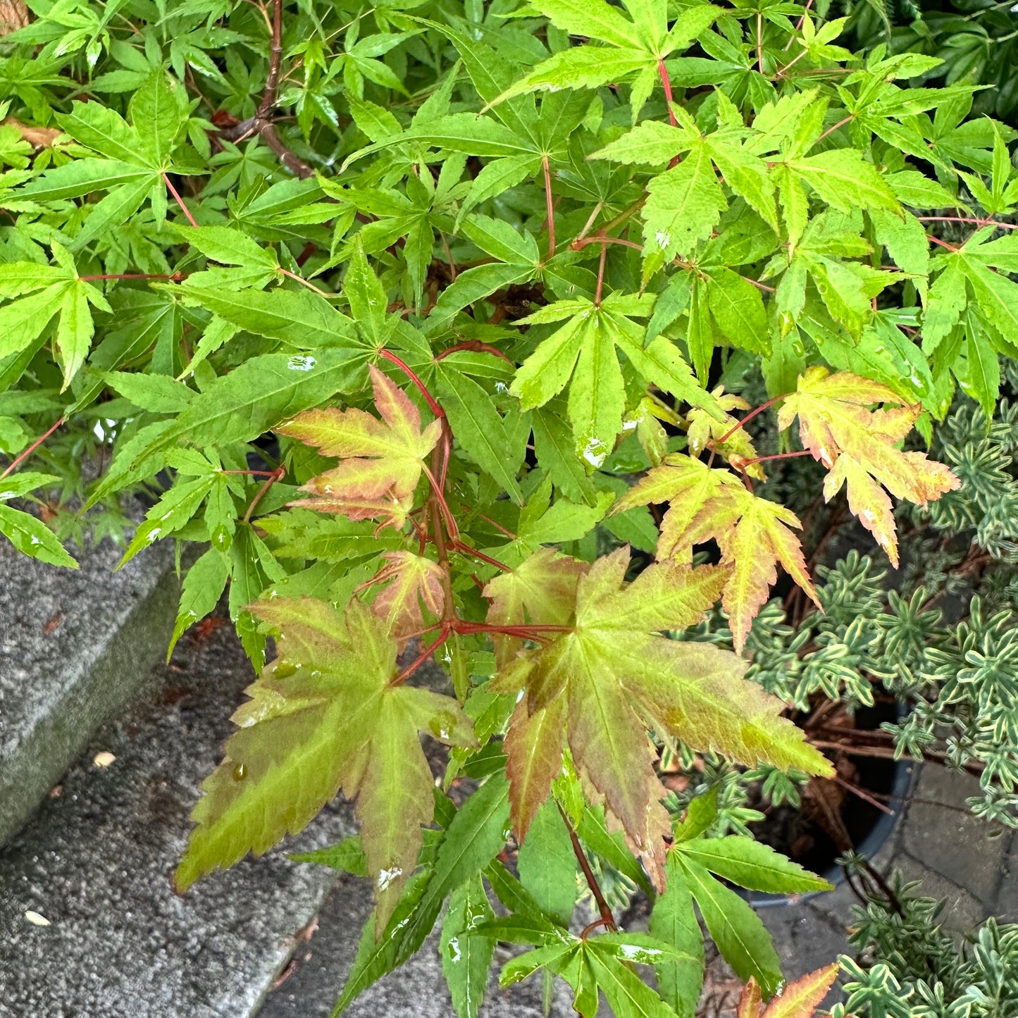 Close-up of green and red maple leaves with a blurred background