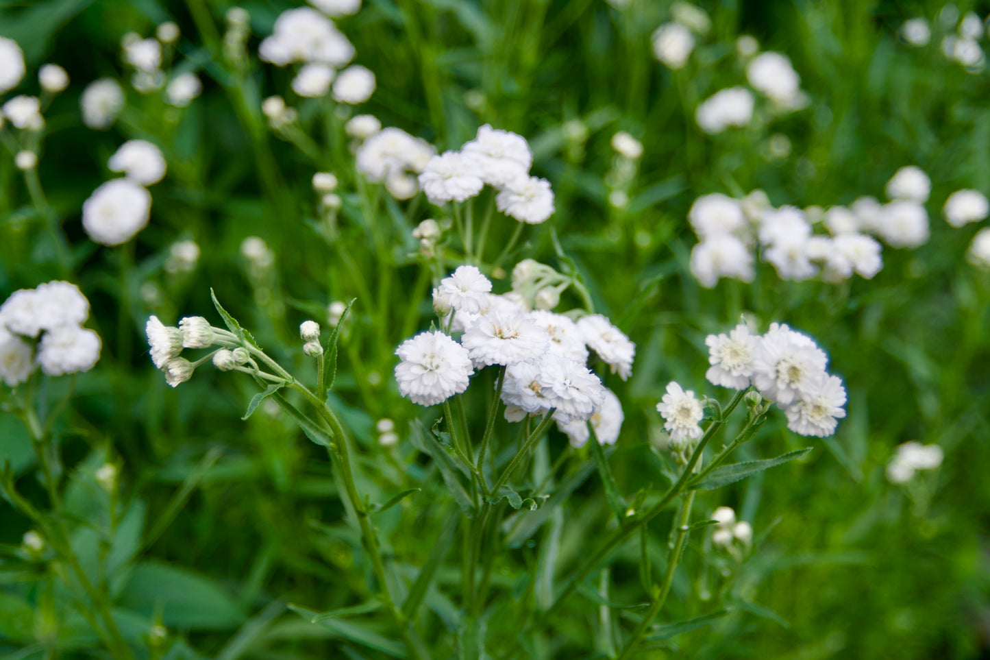 White flowers with green leaves in a natural setting