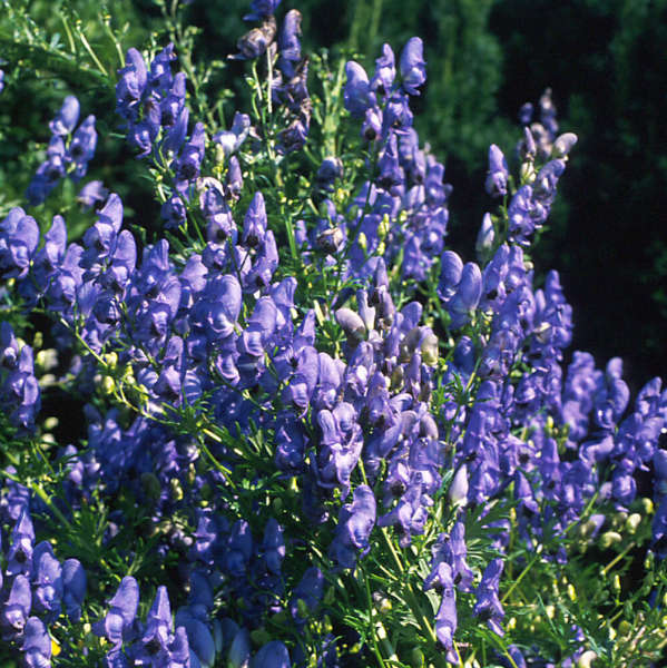 Aconitum fischeri (Monkshood)