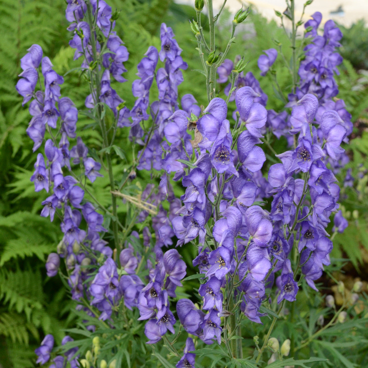 Aconitum fischeri