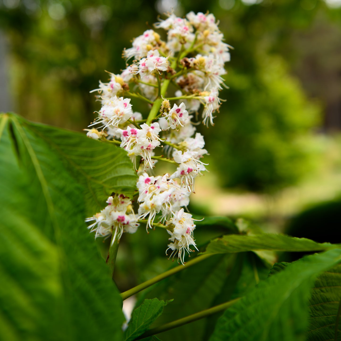 Aesculus hippocastanum - Horse Chestnut