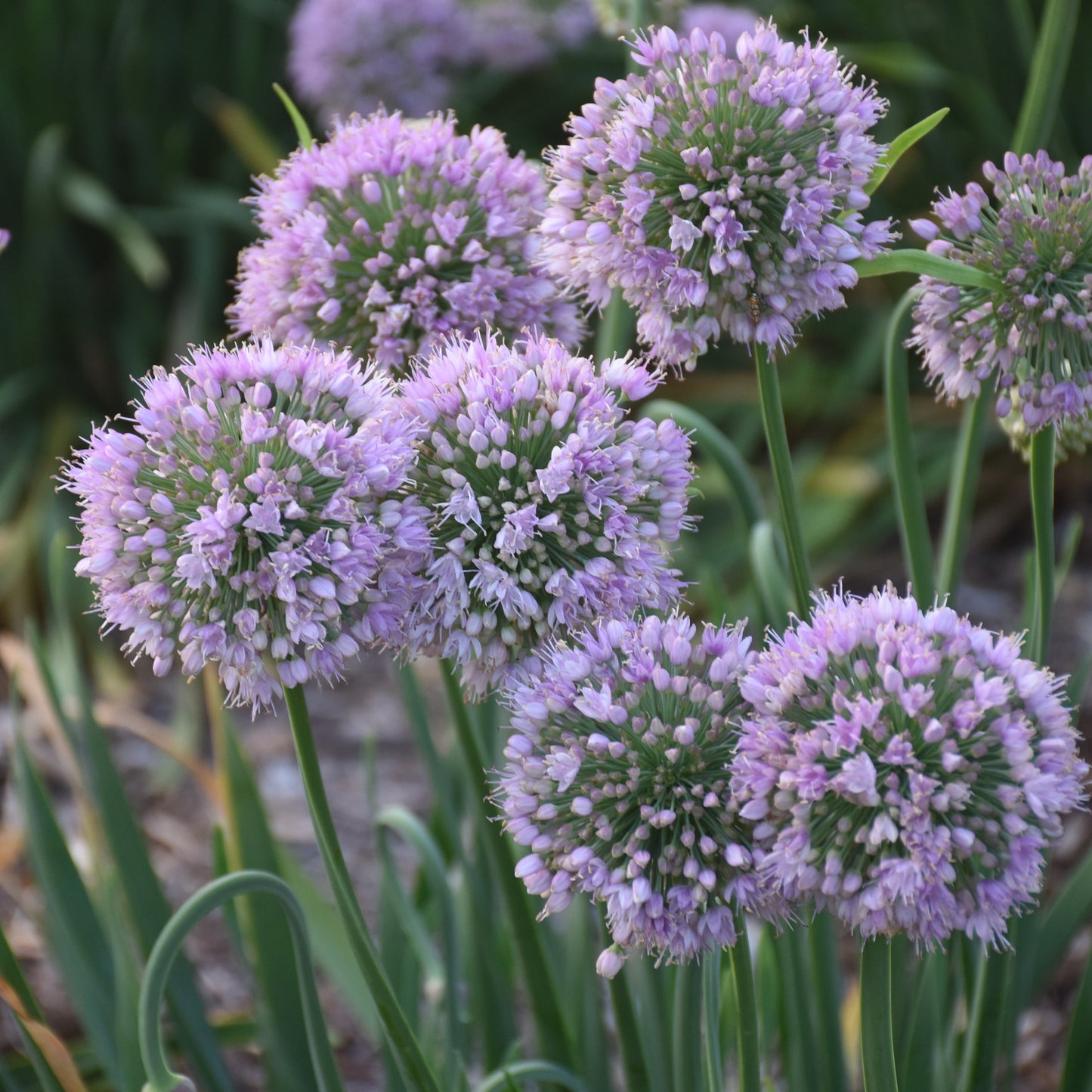 Allium x 'Bubble Bath'