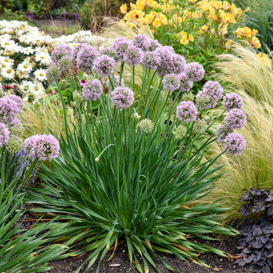Allium x 'Bubble Bath'