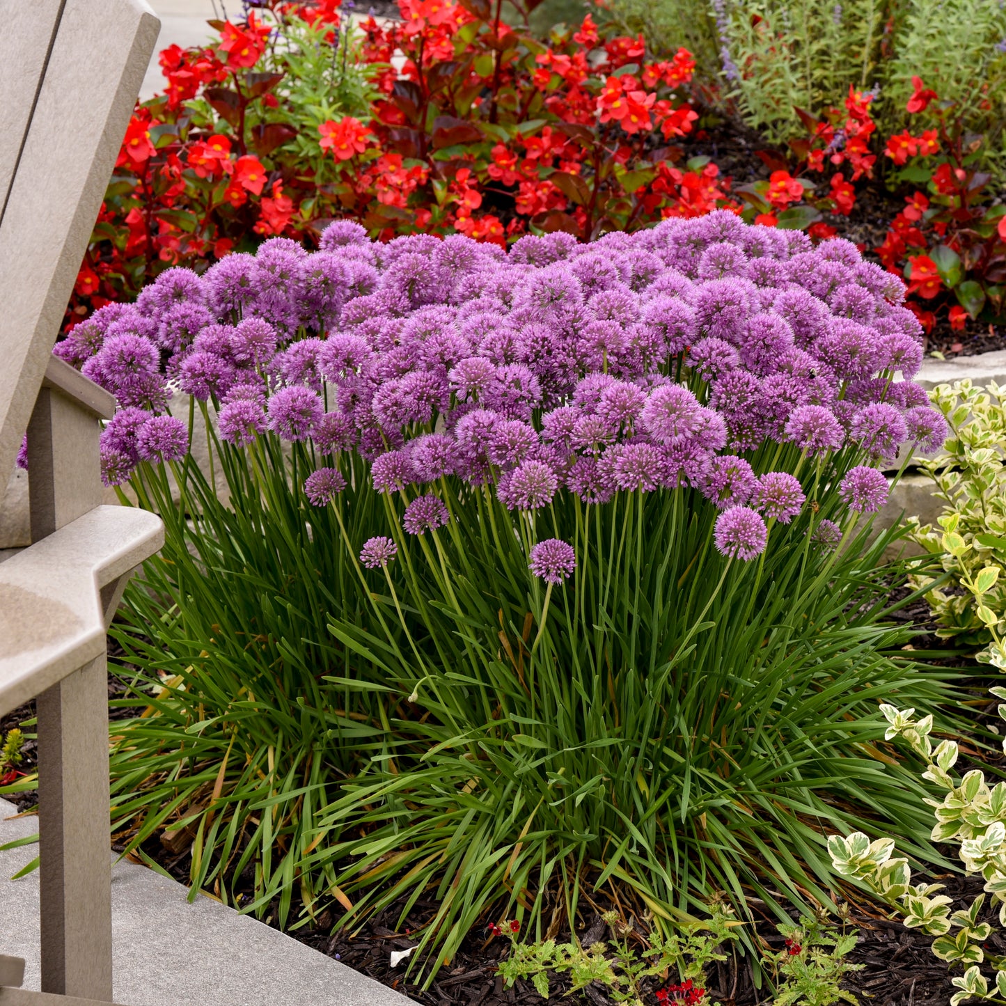 Allium x 'Serendipity'
