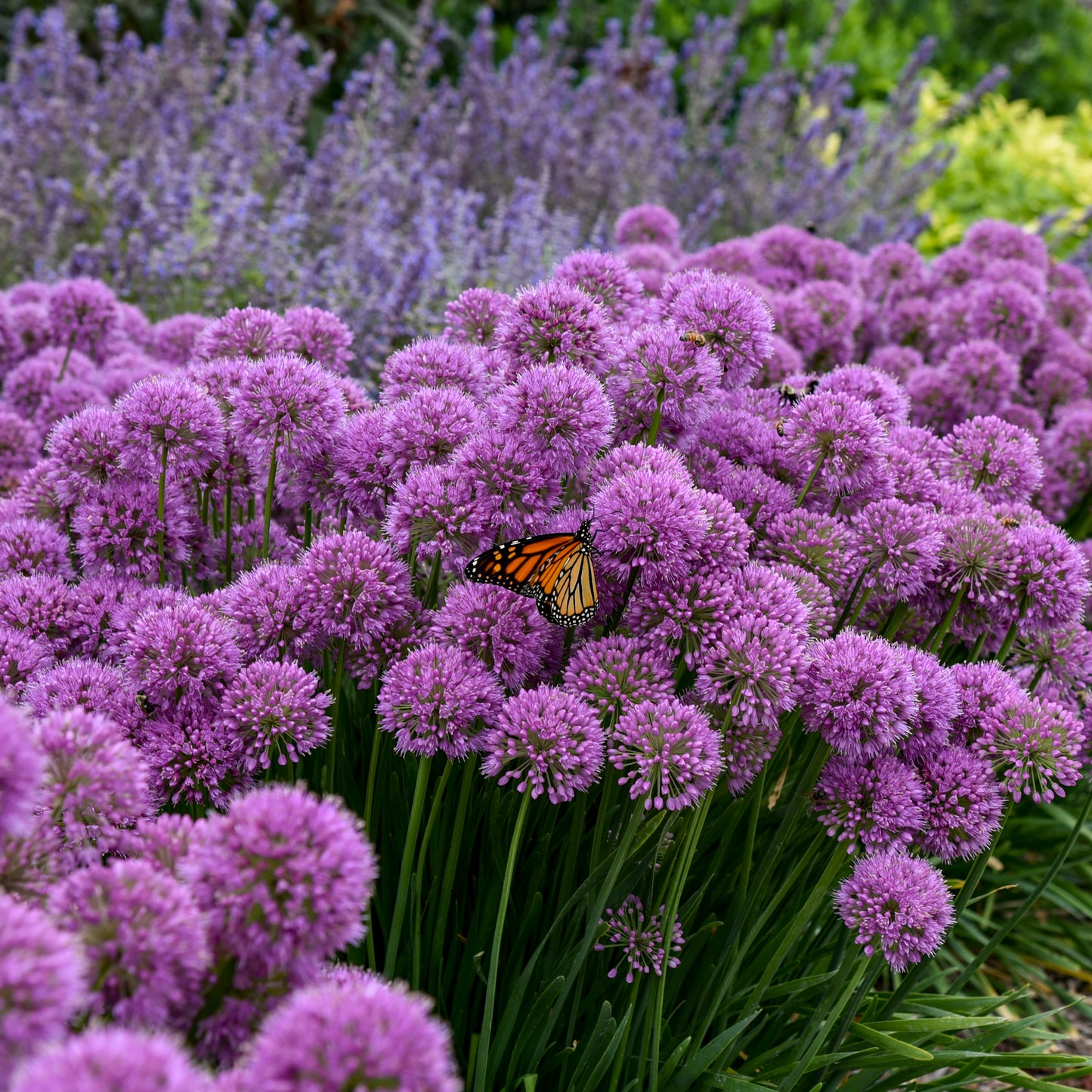 Allium x 'Serendipity'
