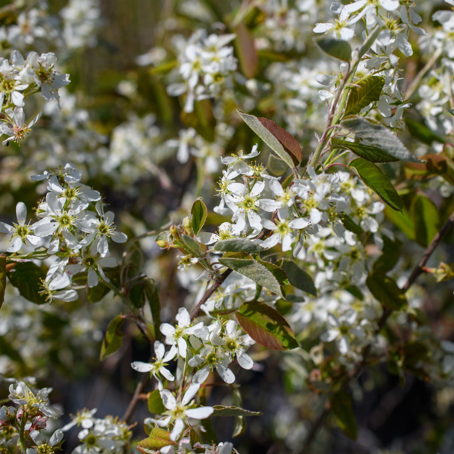 Amelanchier alnifolia - Serviceberry, Shadbush