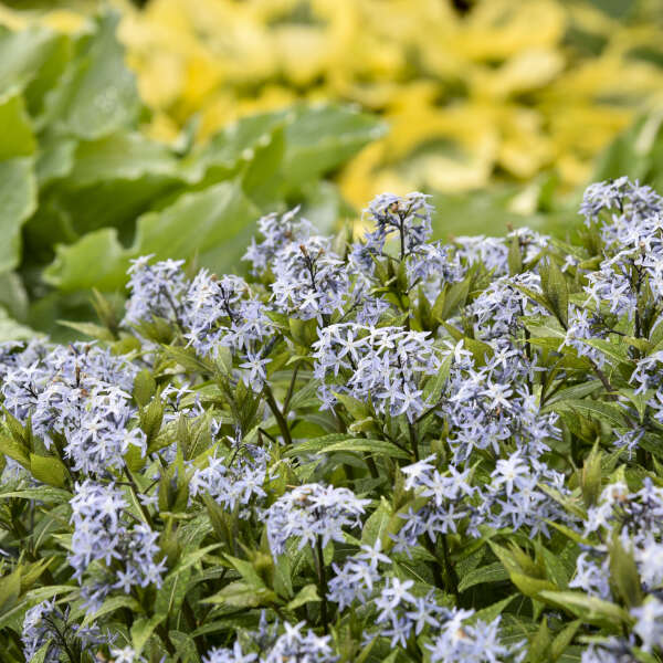 Amsonia 'Starstruck' (Narrow Leaf Blue Star)