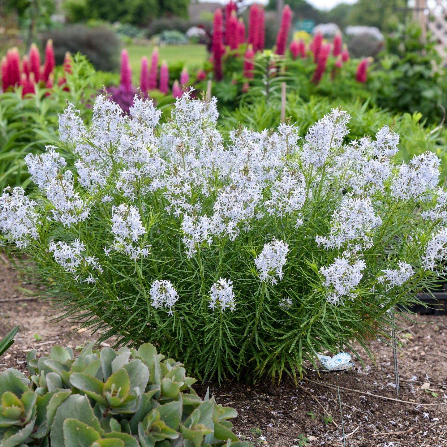 Amsonia x 'String Theory' (Blue Star)