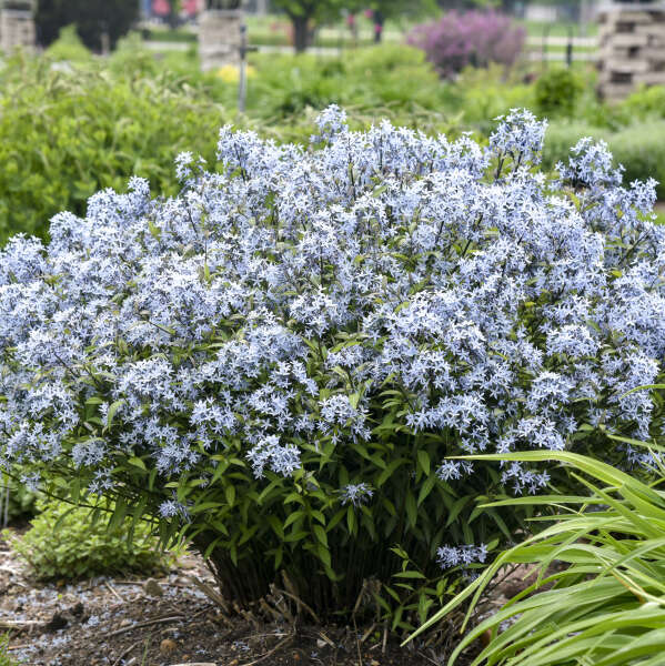 AMSONIA tabernaemontana 'Storm Cloud'