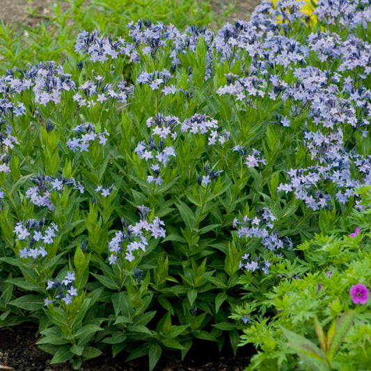 Amsonia x 'Blue Ice' (Narrow Leaf Blue Star)
