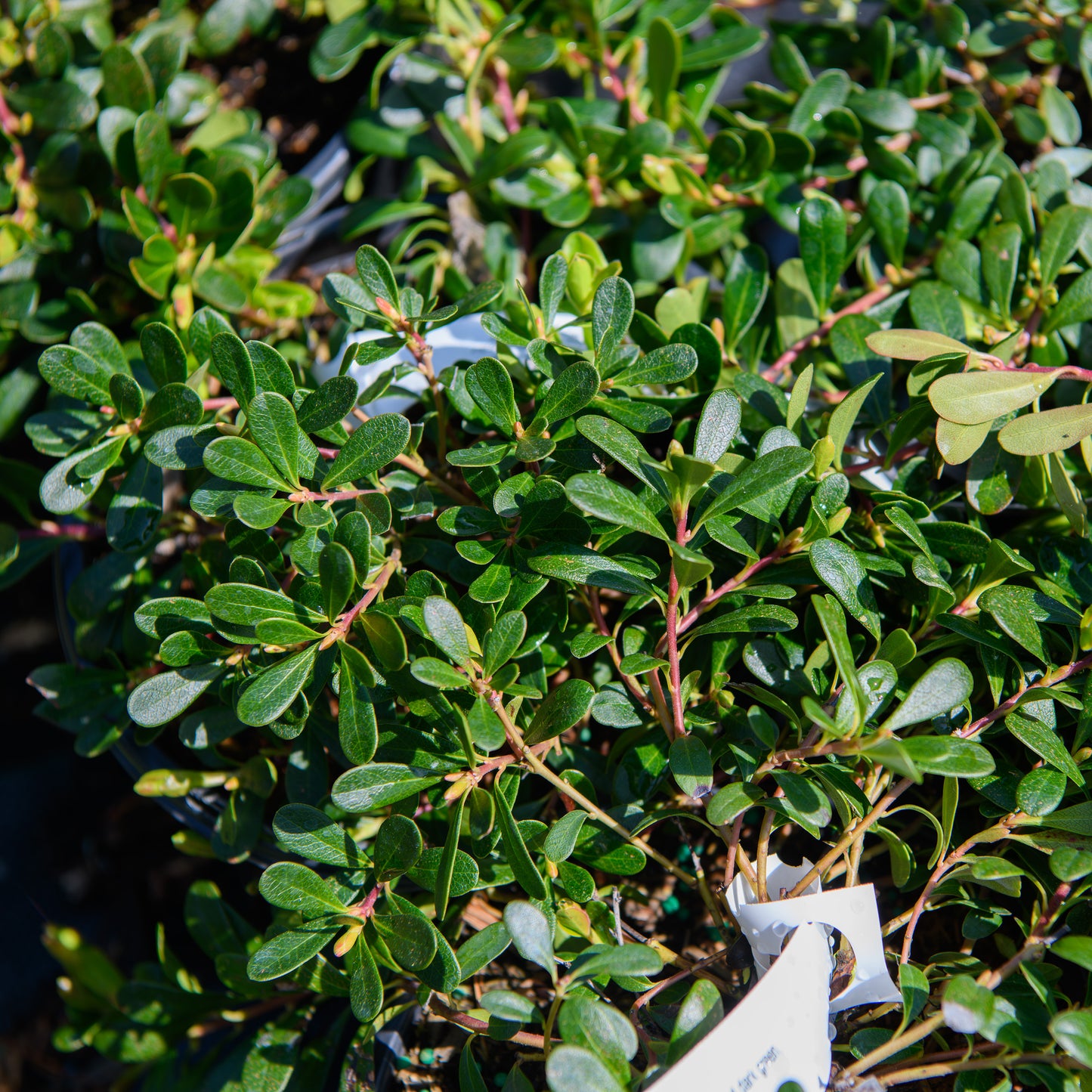Arctostaphylos uva-ursi 'Massachusetts' (Bearberry, Kinnikinnick)