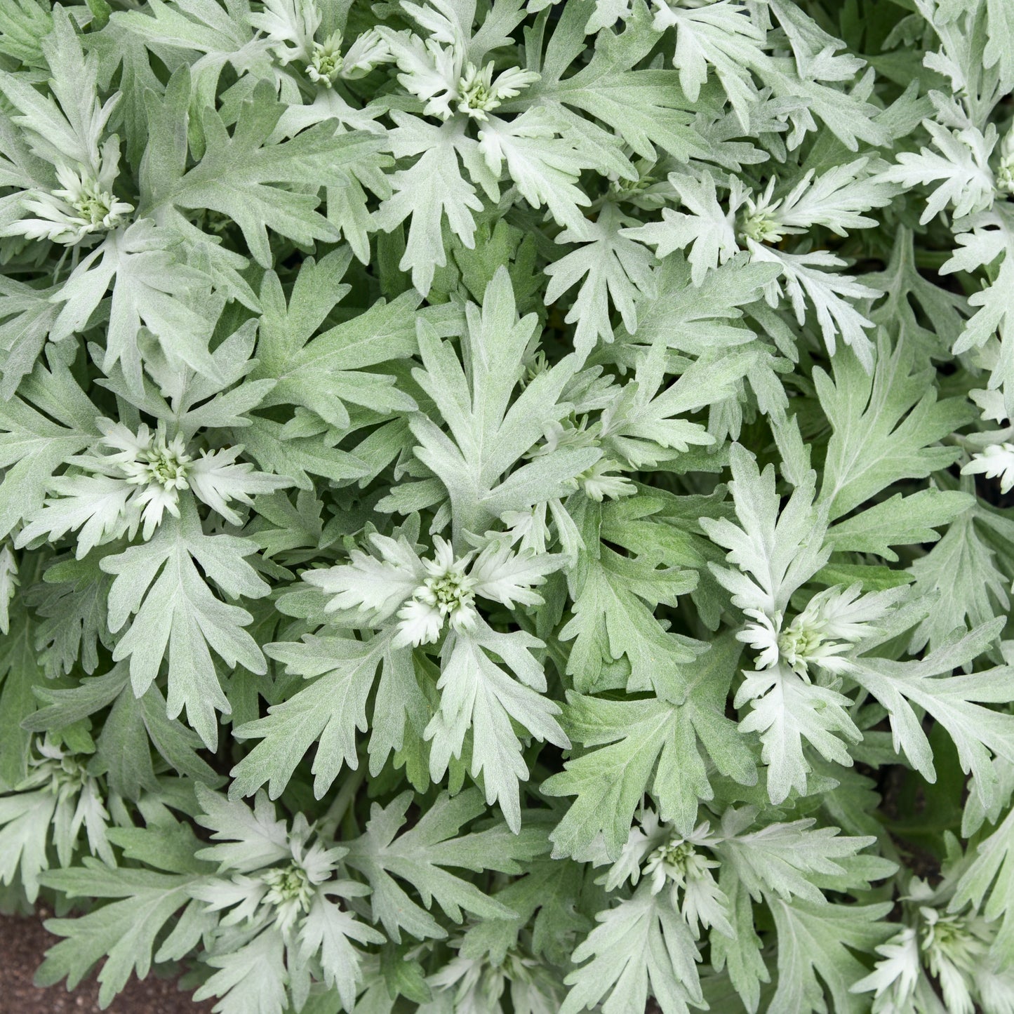 Artemisia x 'Silver Lining'