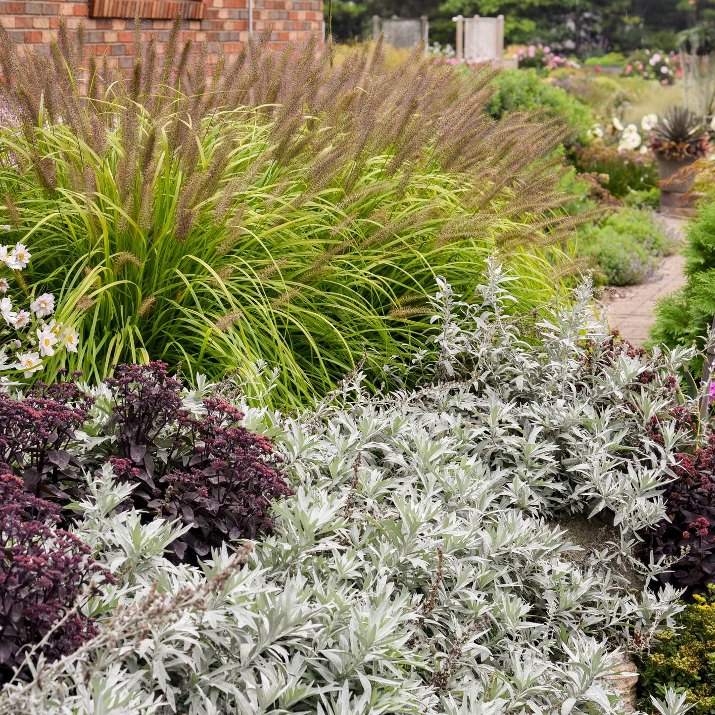 Artemisia x 'Silver Lining'