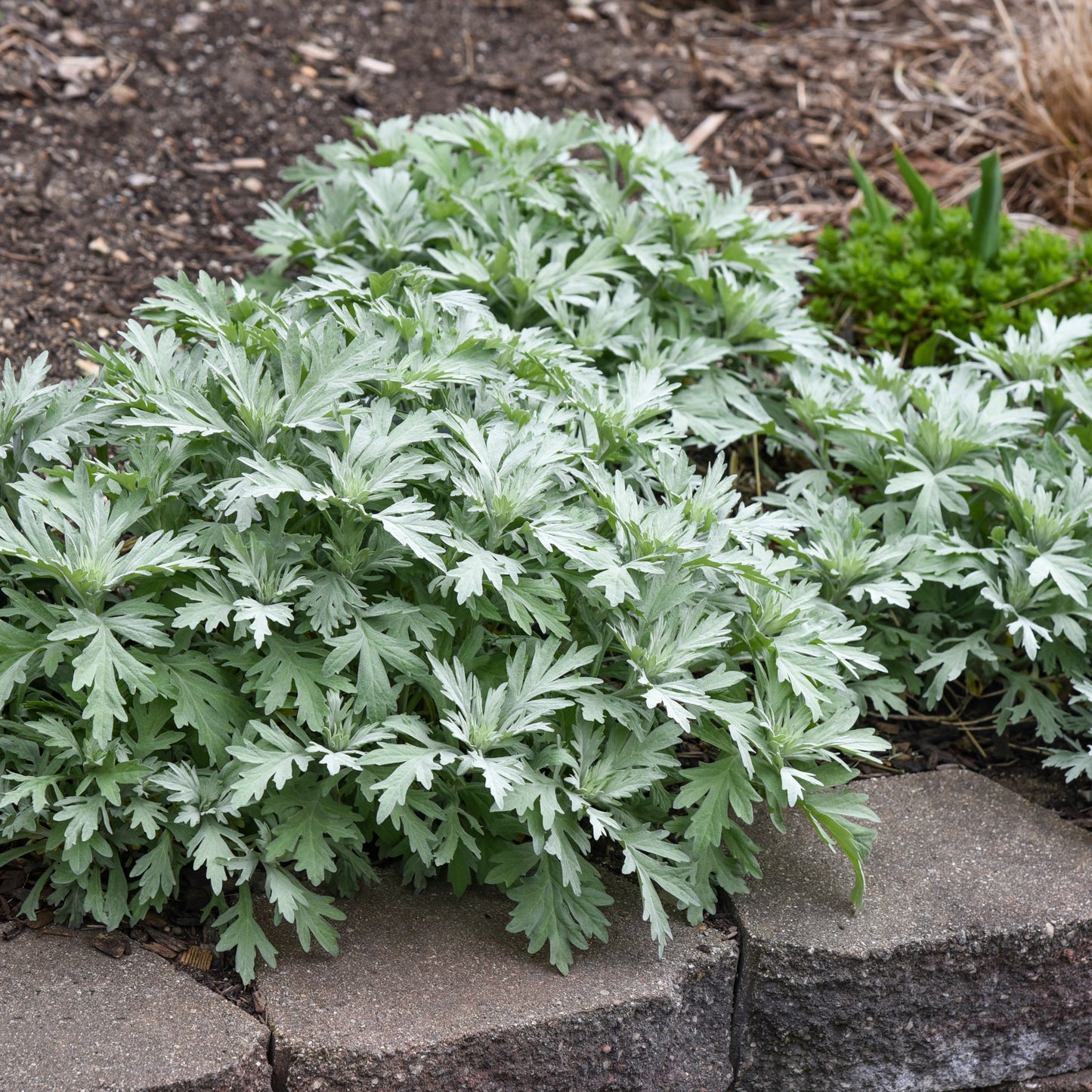 Artemisia x 'Silver Lining'