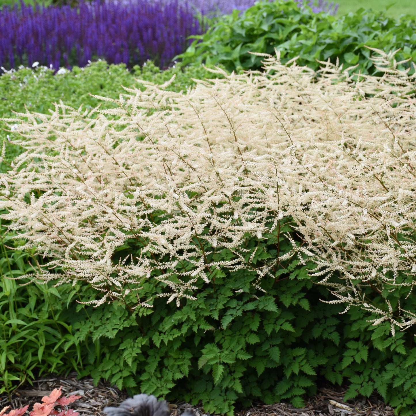 Aruncus x 'Chantilly Lace'