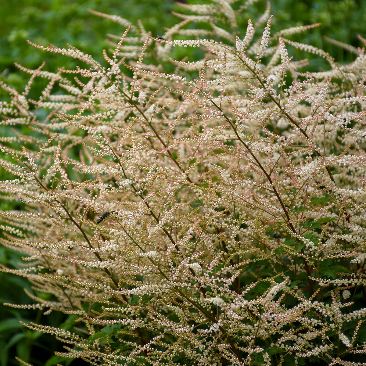 Aruncus x 'Chantilly Lace'