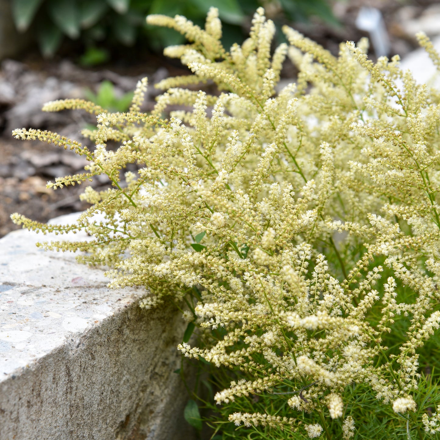 Aruncus x 'Fairy Hair'
