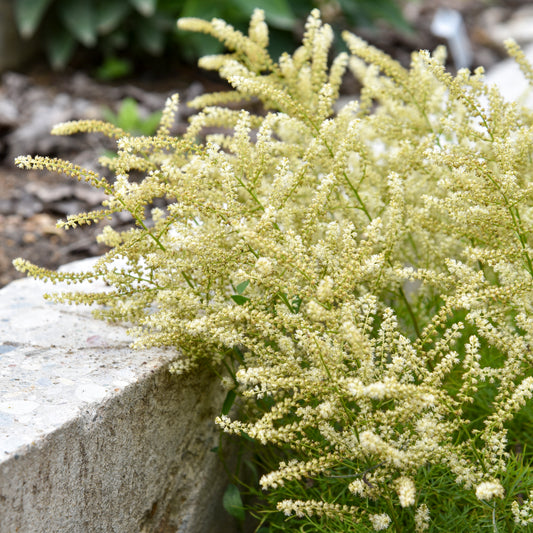 Aruncus x 'Fairy Hair' (Goatsbeard)