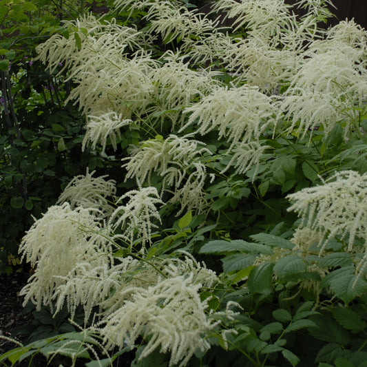 Aruncus dioicus (Goatsbeard)