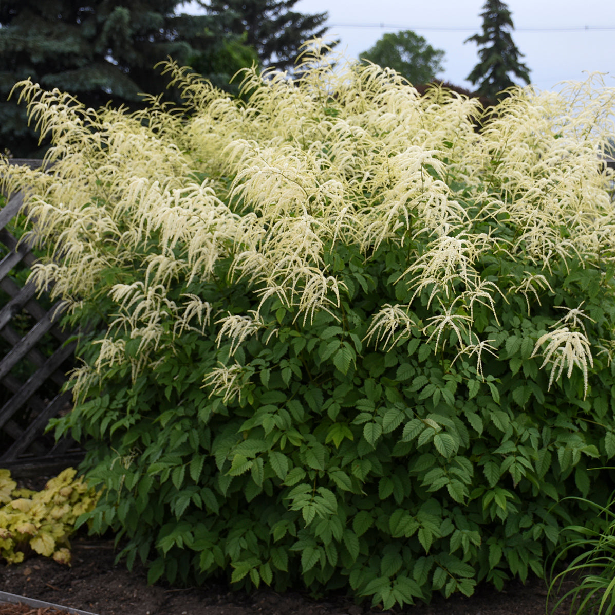 Aruncus dioicus