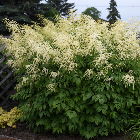 Aruncus dioicus (Goatsbeard)
