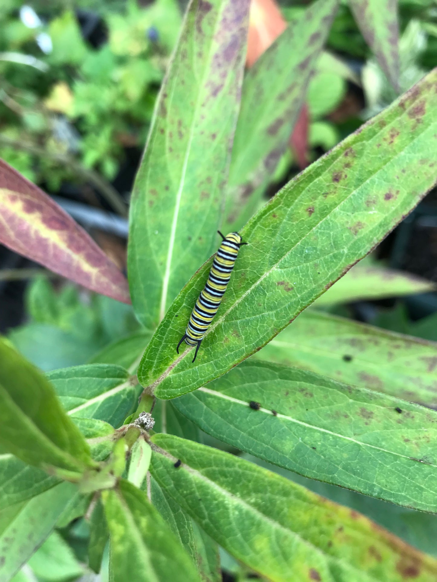 A caterpillar on a green leaf, possibly indicating the life cycle of the plant 'Asclepias incarnata 'Cinderella''