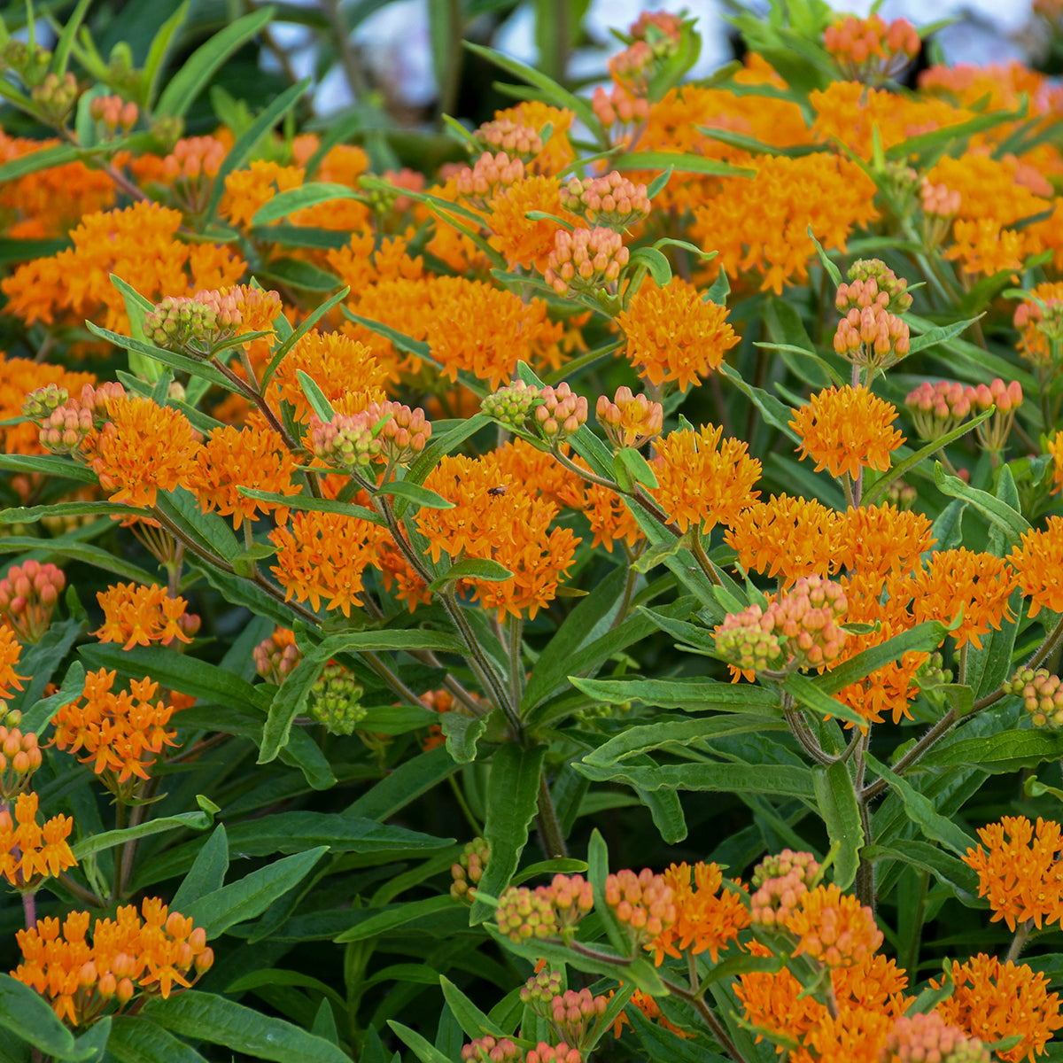 Asclepias tuberosa